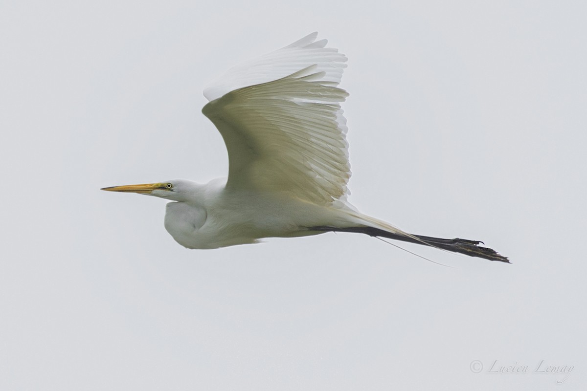 Great Egret - Lucien Lemay