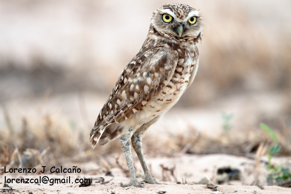 Burrowing Owl - ML169622431