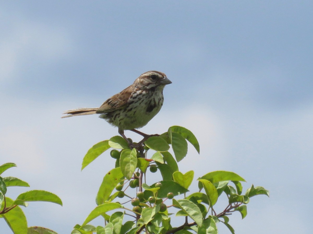 Song Sparrow - ML169628201