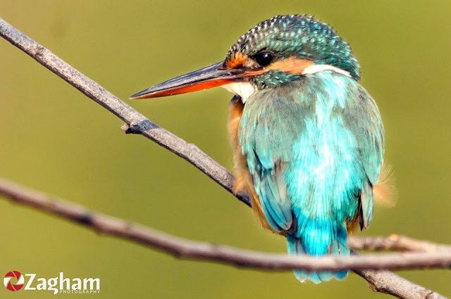 Common Kingfisher - ML169628611