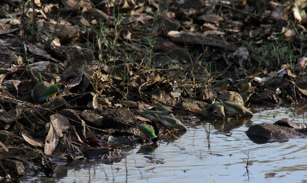 Gouldian Finch - ML169628751