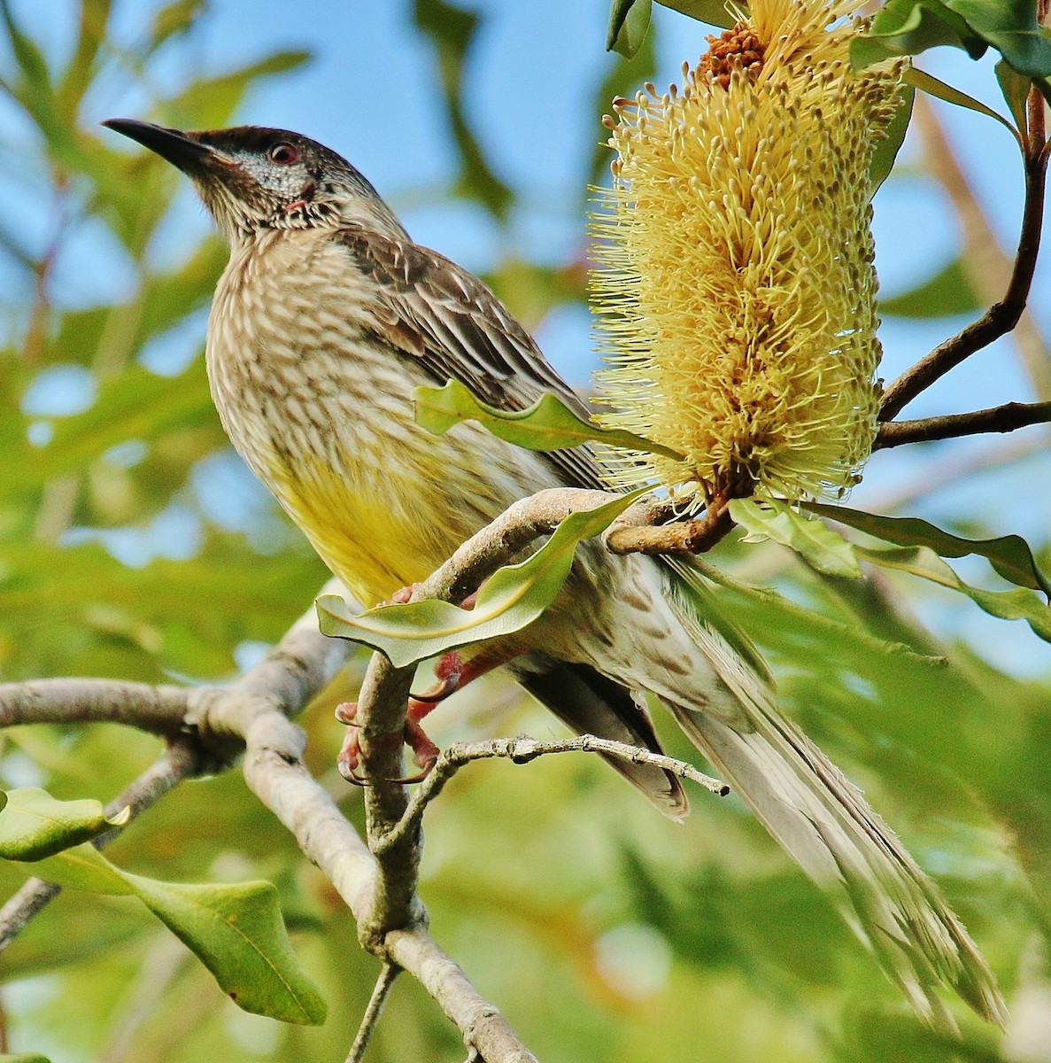 Red Wattlebird - ML169628831