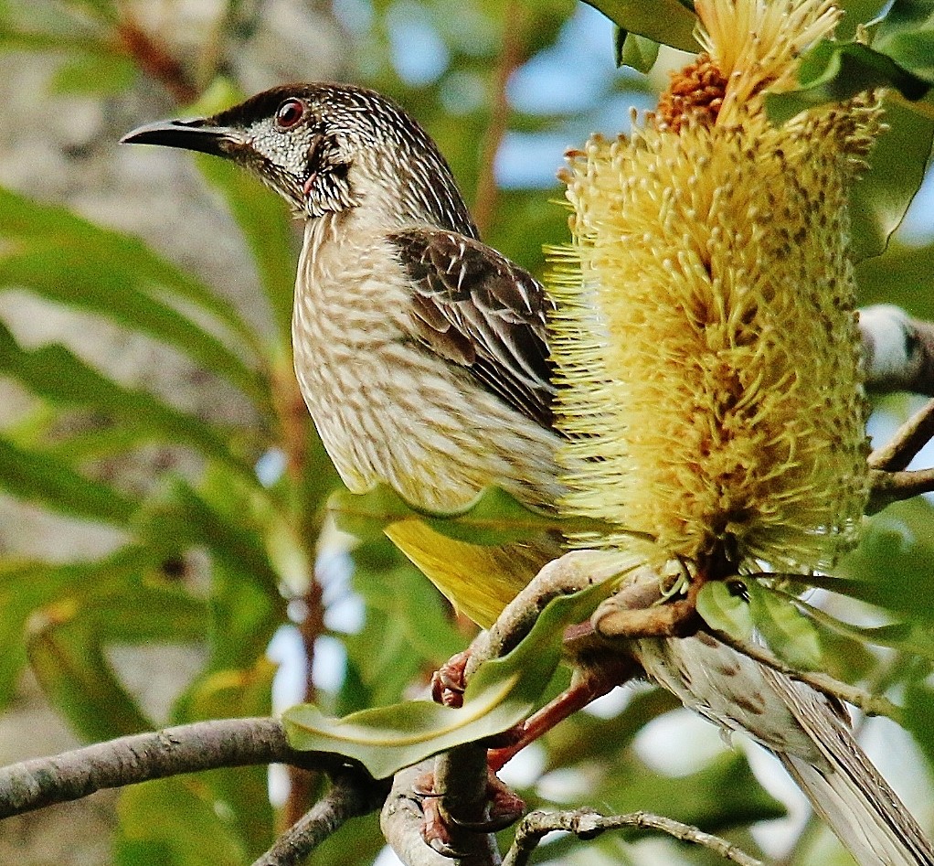 Red Wattlebird - ML169629021