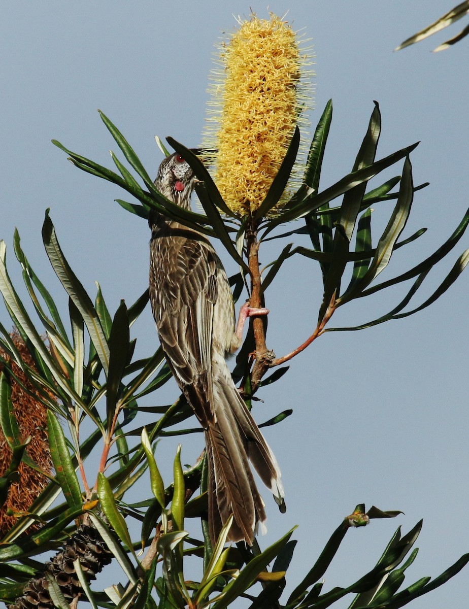 Red Wattlebird - Katherine Clark