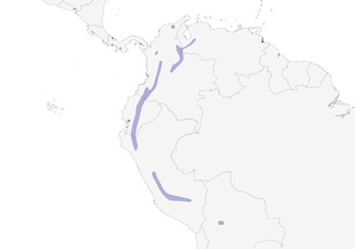 Distribution of the Purple-backed Thornbill - Range Map
