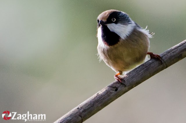 White-cheeked Tit - Zagham  Awan