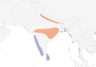 Distribution of the Fork-tailed Drongo-Cuckoo - Range Map