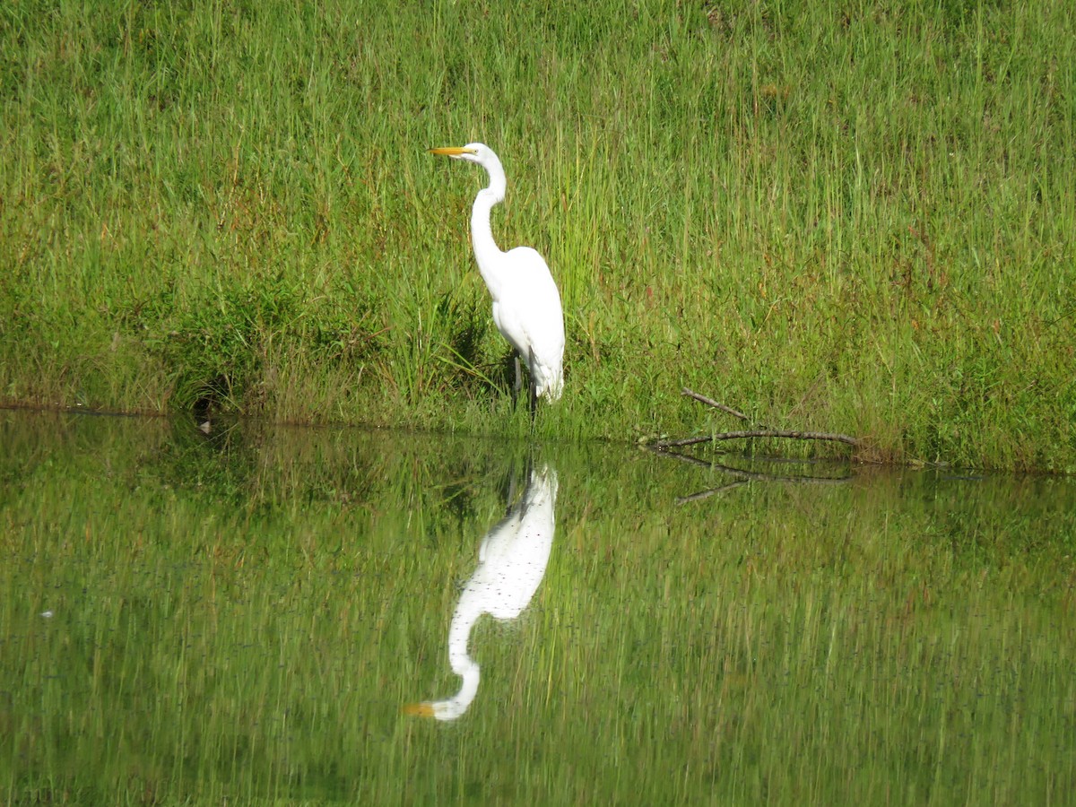 Great Egret - ML169643301