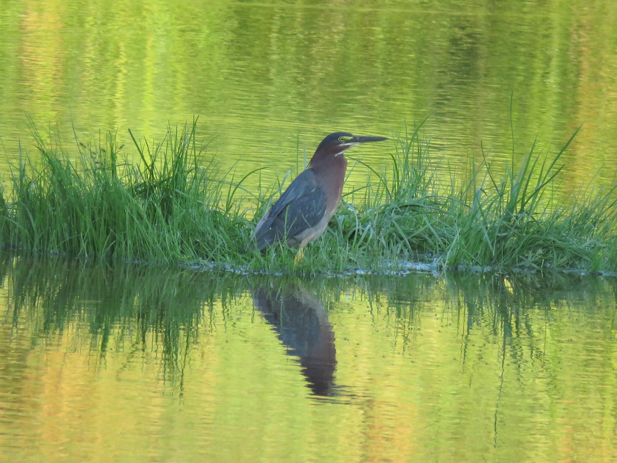 Green Heron - ML169643331