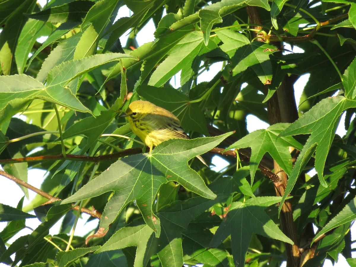 Prairie Warbler - ML169643771