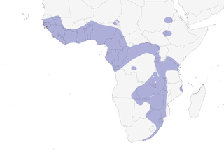 Distribution of the White-backed Night-Heron - Range Map