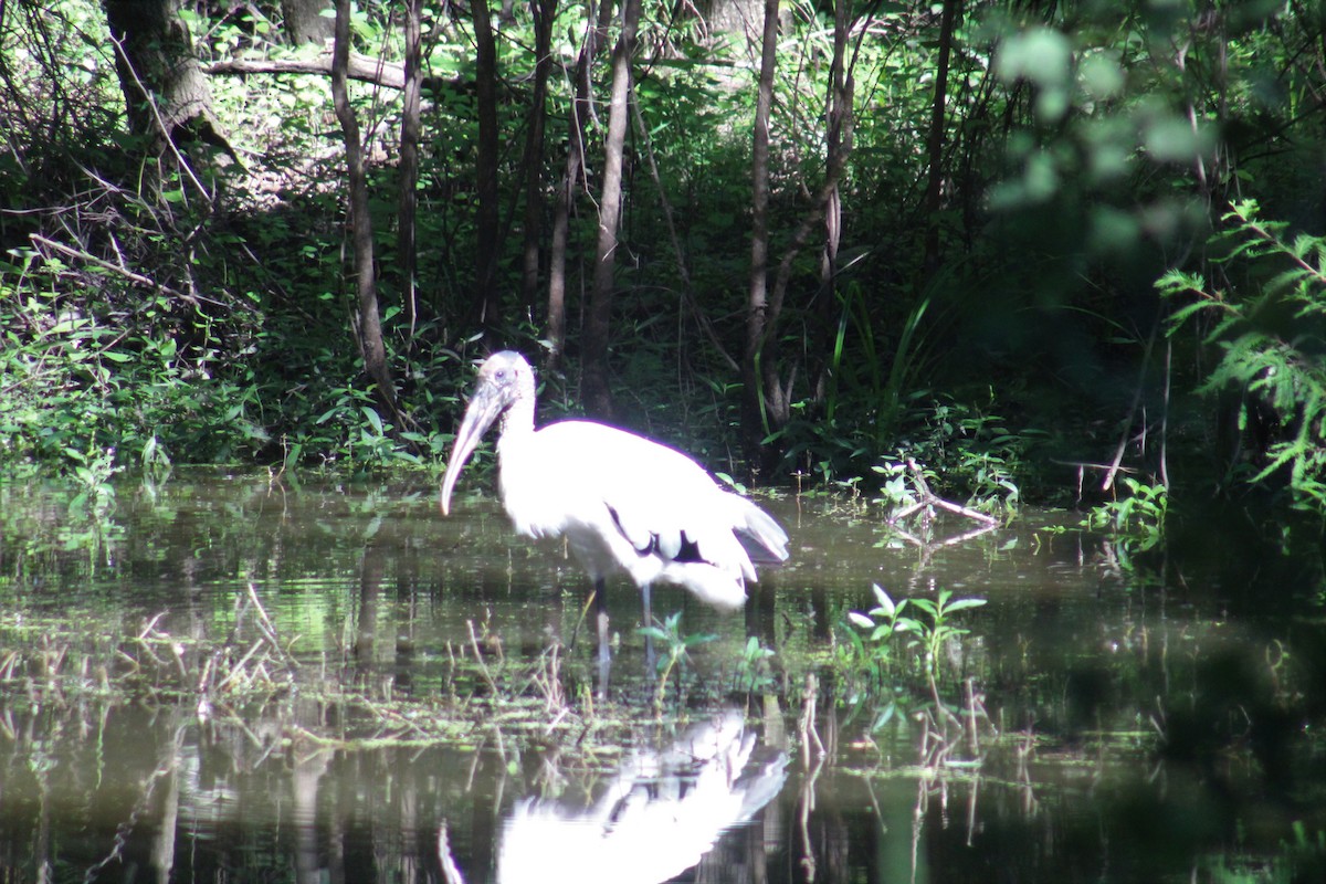 Wood Stork - ML169644491