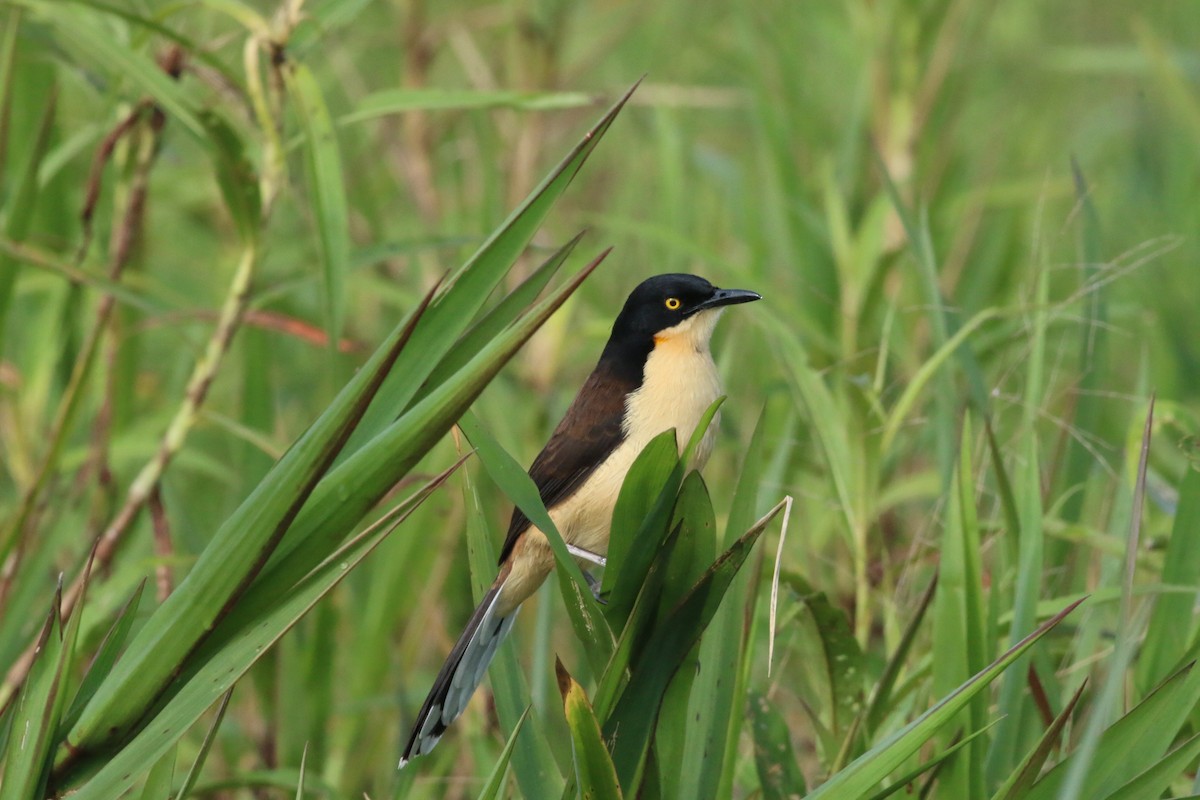 Black-capped Donacobius - ML169646251