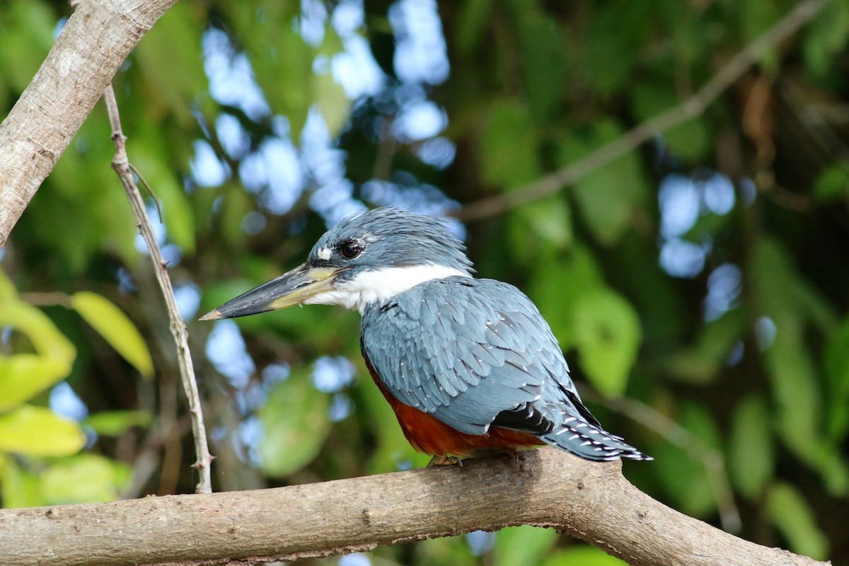 Ringed Kingfisher - Cassie  Liu