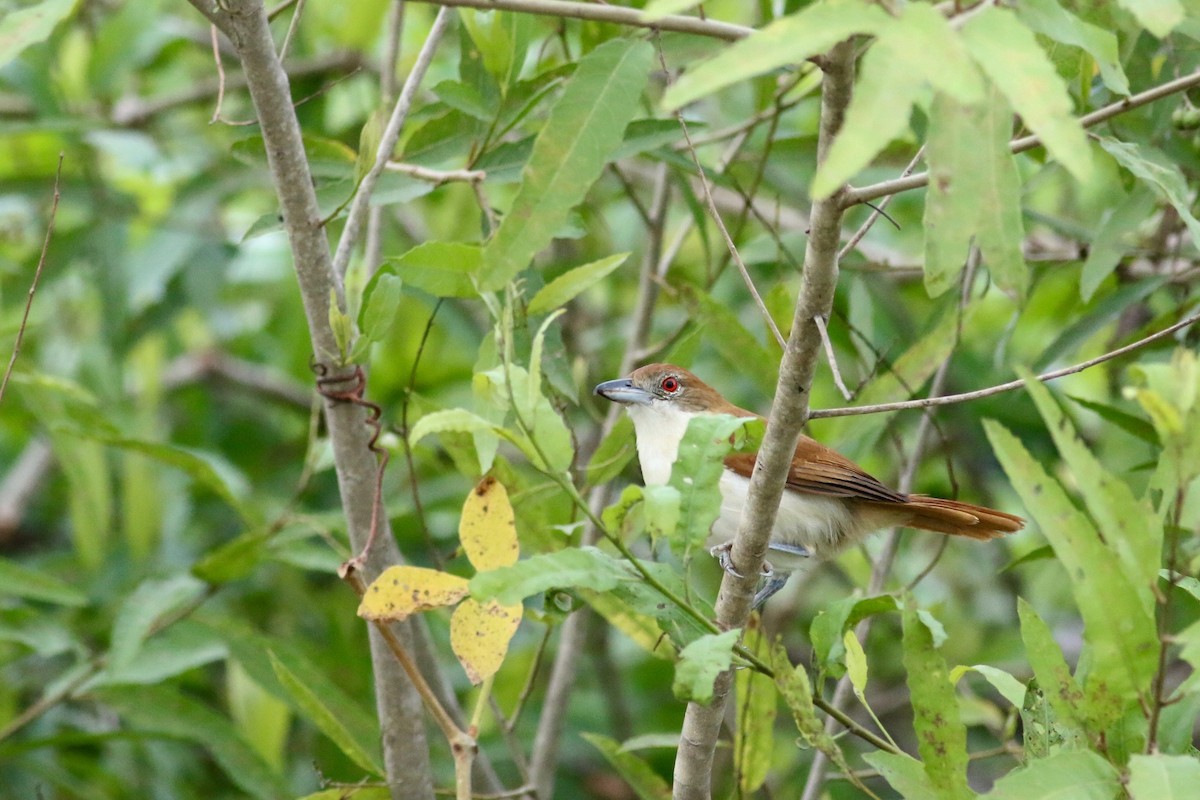 Great Antshrike - ML169646631