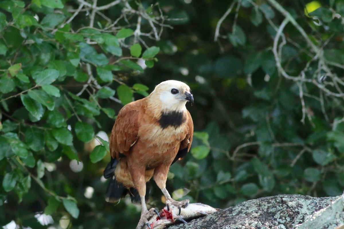 Black-collared Hawk - ML169646741