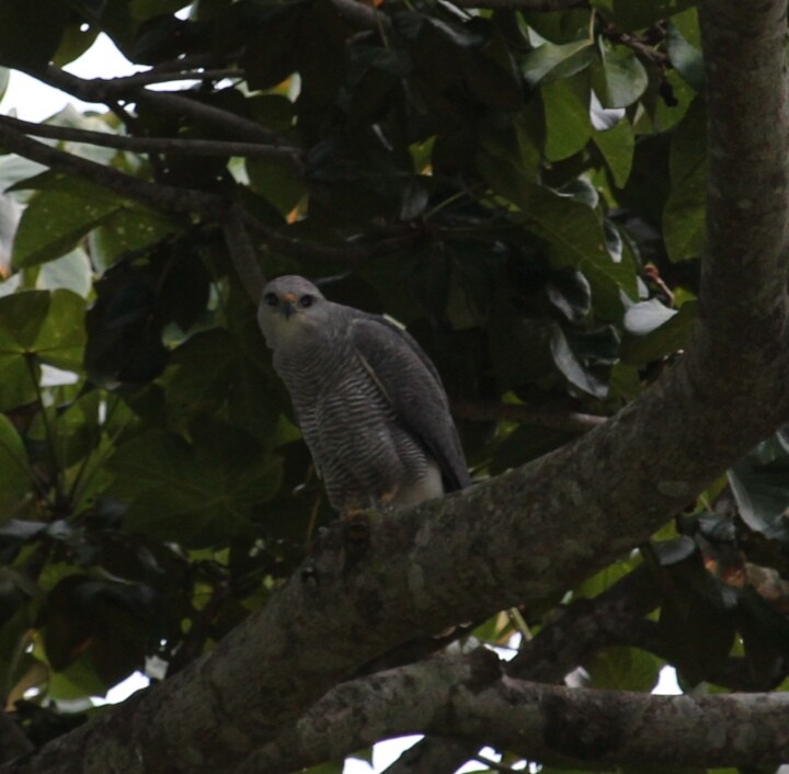 Gray-lined Hawk - ML169648751