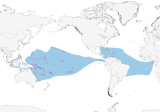 Distribution of the Black Noddy - Range Map