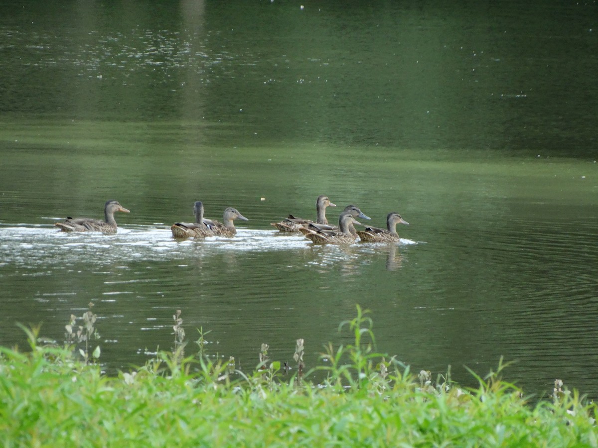 Зэрлэг нугас - ML169650051