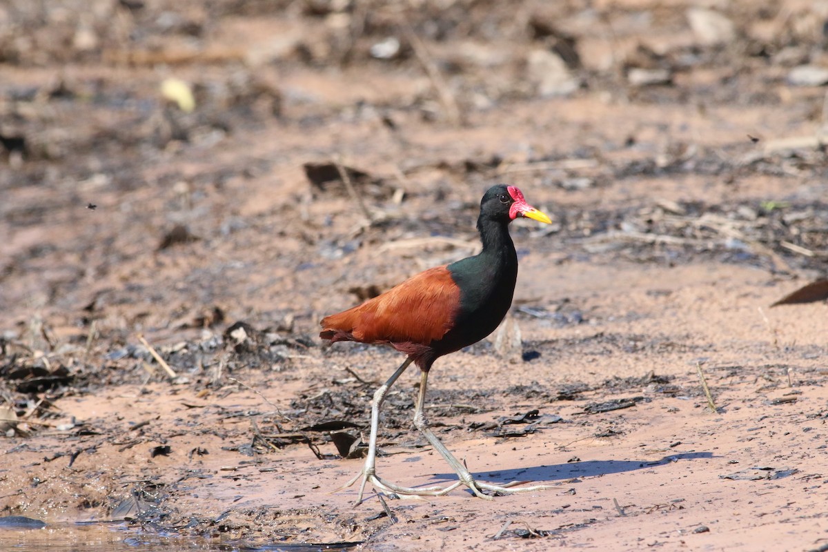 Wattled Jacana - ML169650471