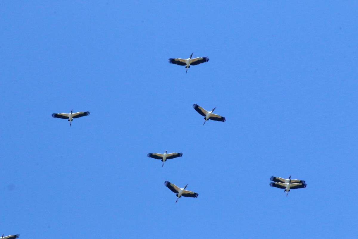 Wood Stork - ML169650671