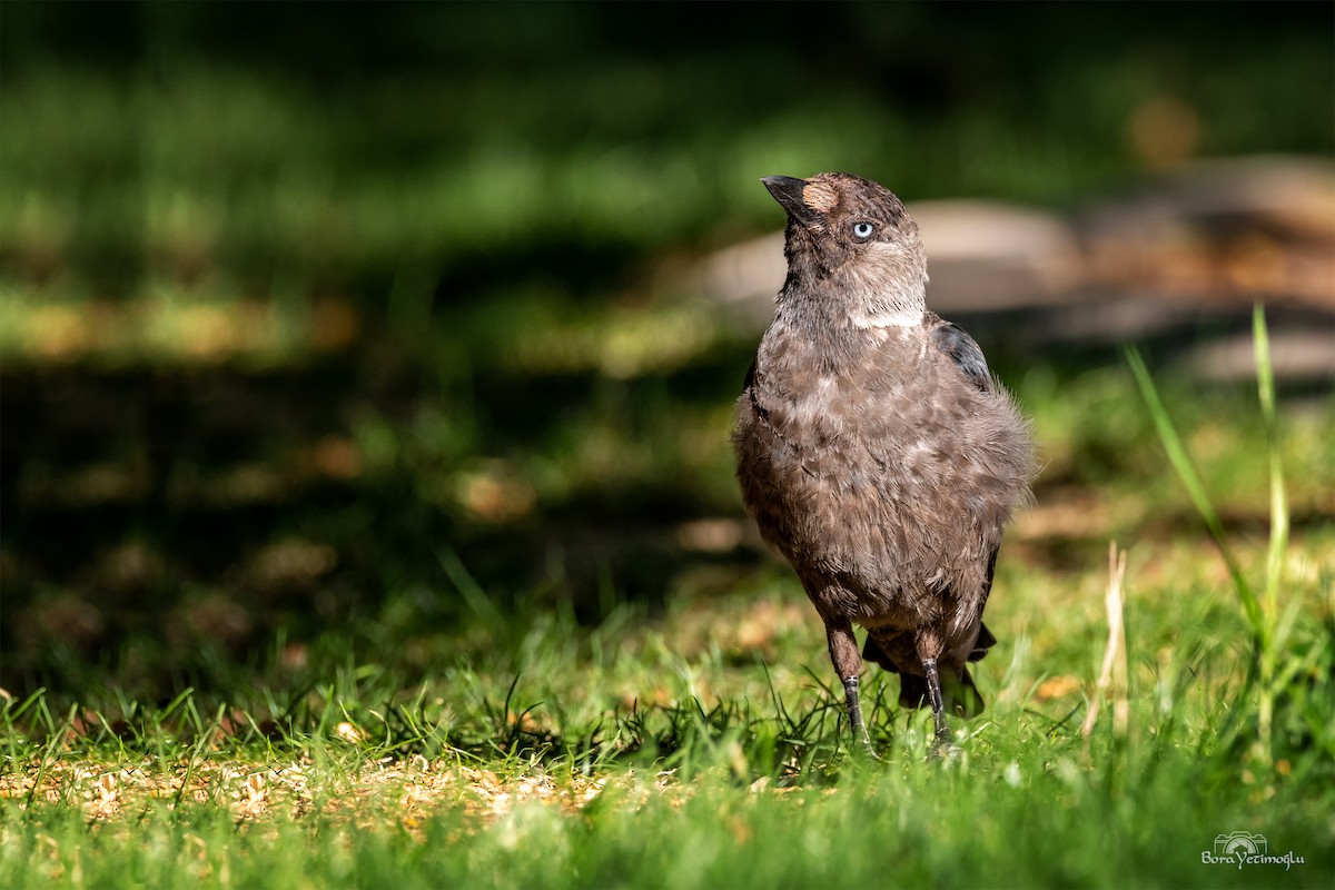 Eurasian Jackdaw - ML169651481