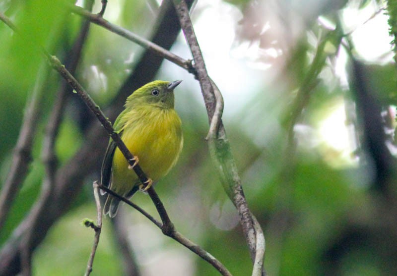 Golden-crowned Manakin - Helberth Peixoto