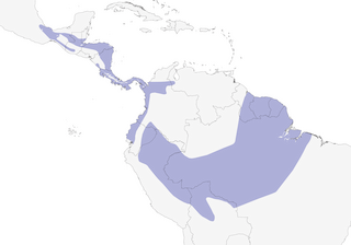 Distribution of the Crested Owl - Range Map