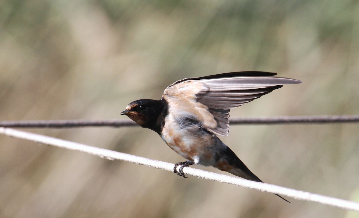 Barn Swallow - ML169654261