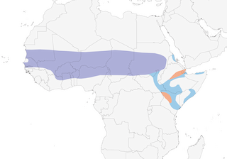Distribution of the Scissor-tailed Kite - Range Map