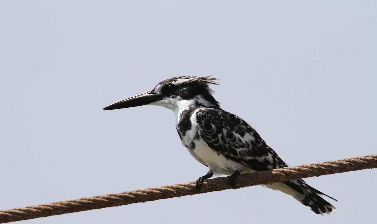 Pied Kingfisher - ML169654451