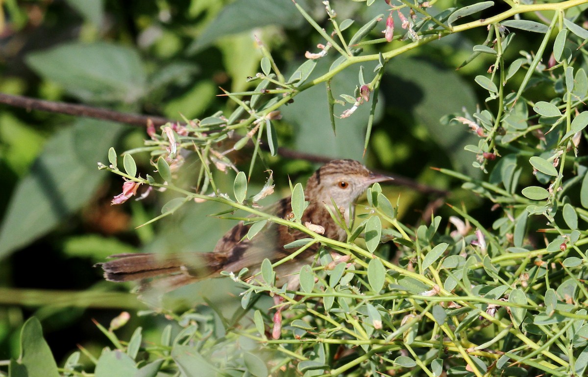 Graceful Prinia - yuda siliki