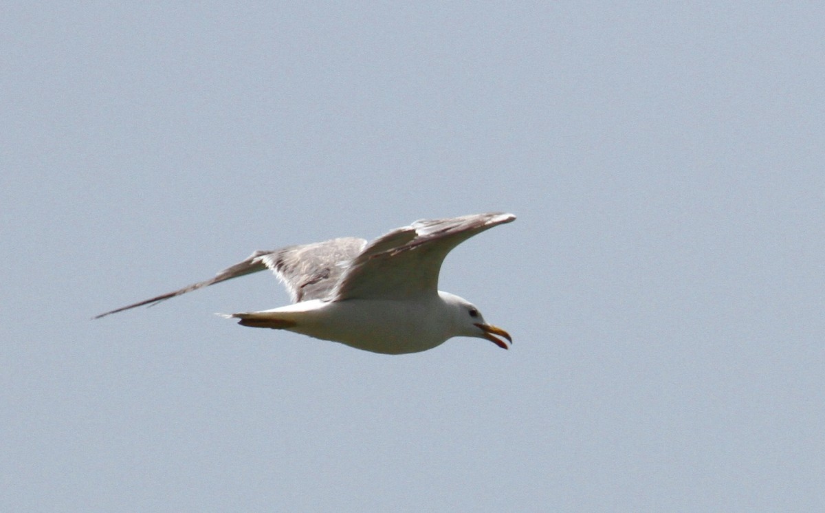 Yellow-legged Gull - ML169654891