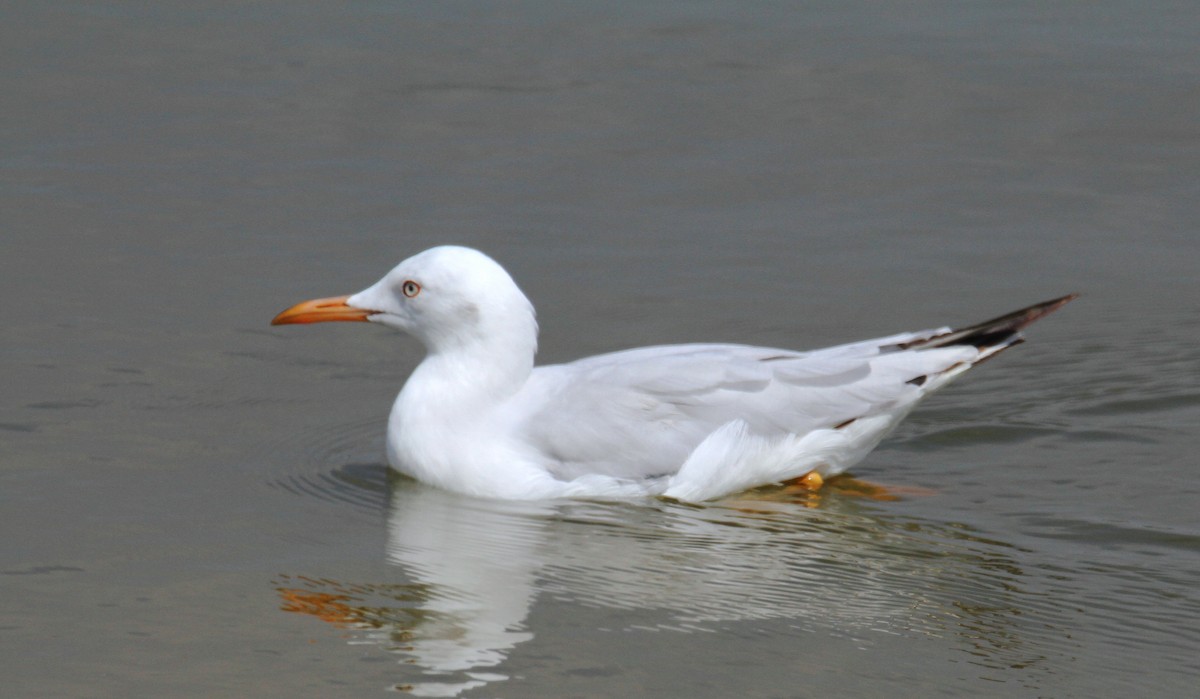 Slender-billed Gull - ML169655371