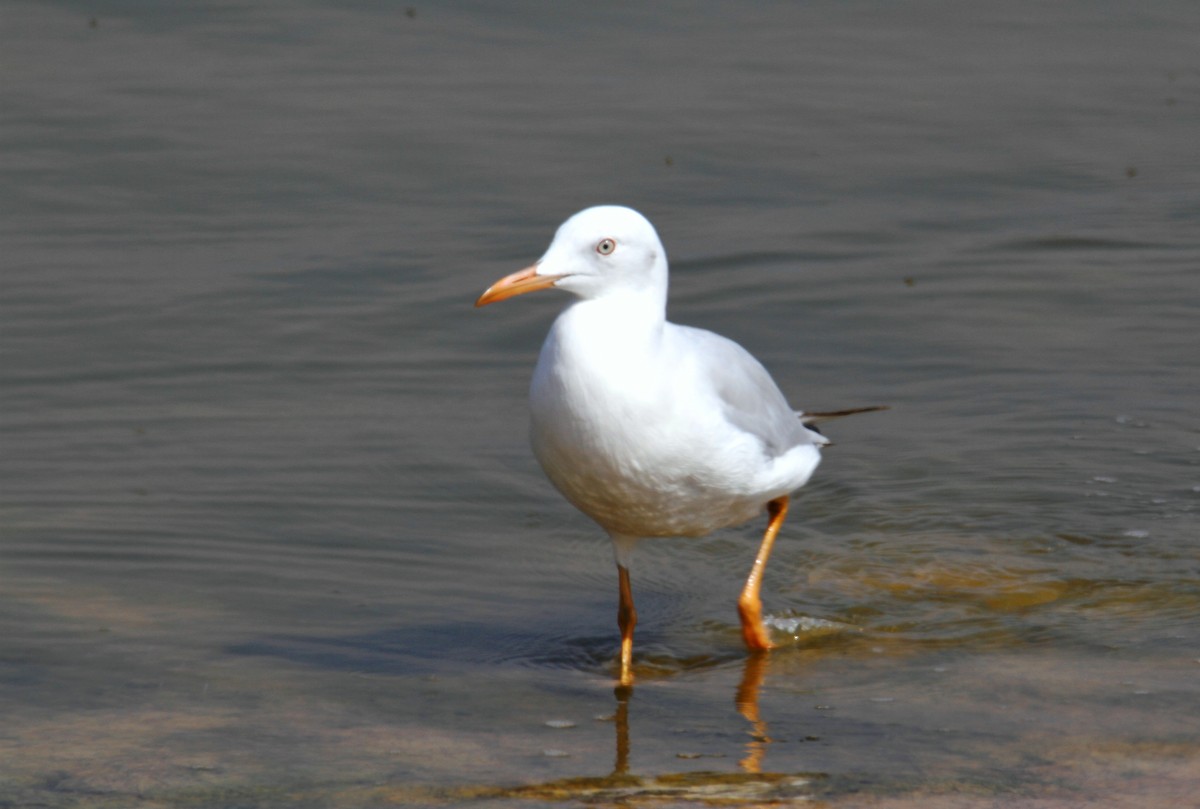 Slender-billed Gull - ML169655511