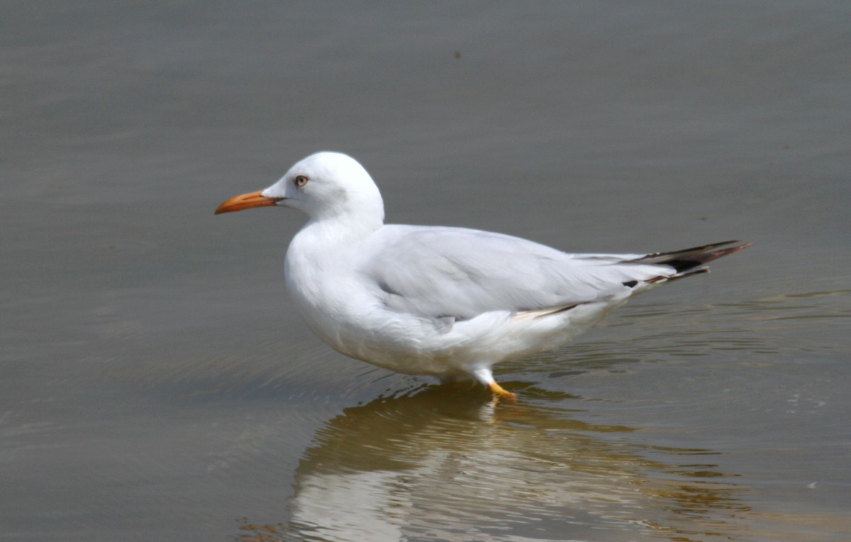 Slender-billed Gull - ML169655601