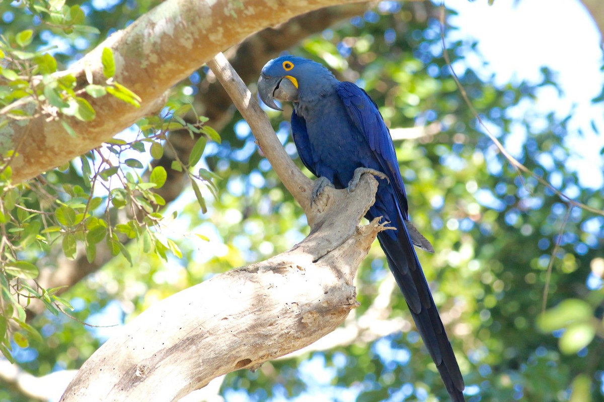 Hyacinth Macaw - ML169655931