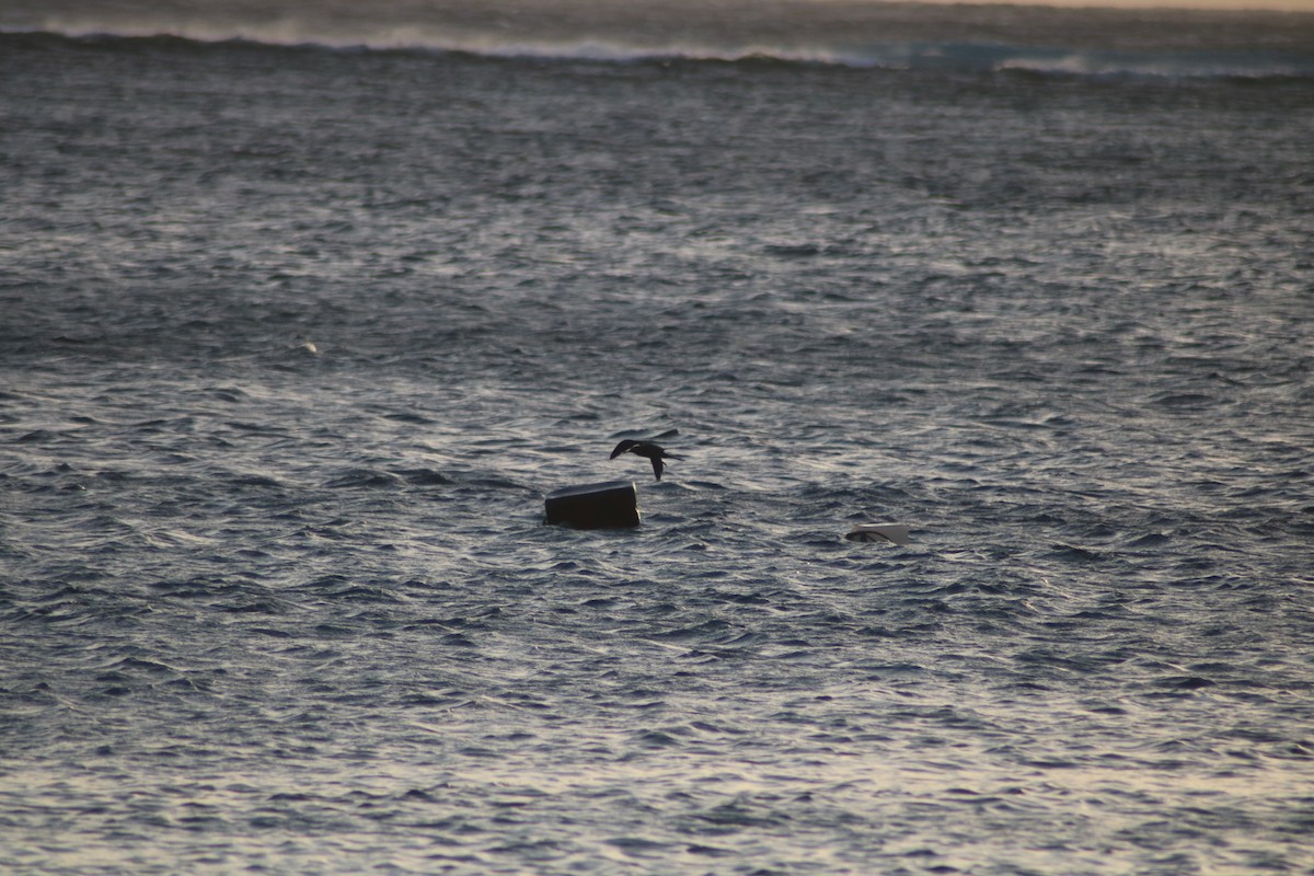 Wedge-tailed Shearwater - ML169657151