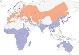 Distribution of the Black Kite - Range Map