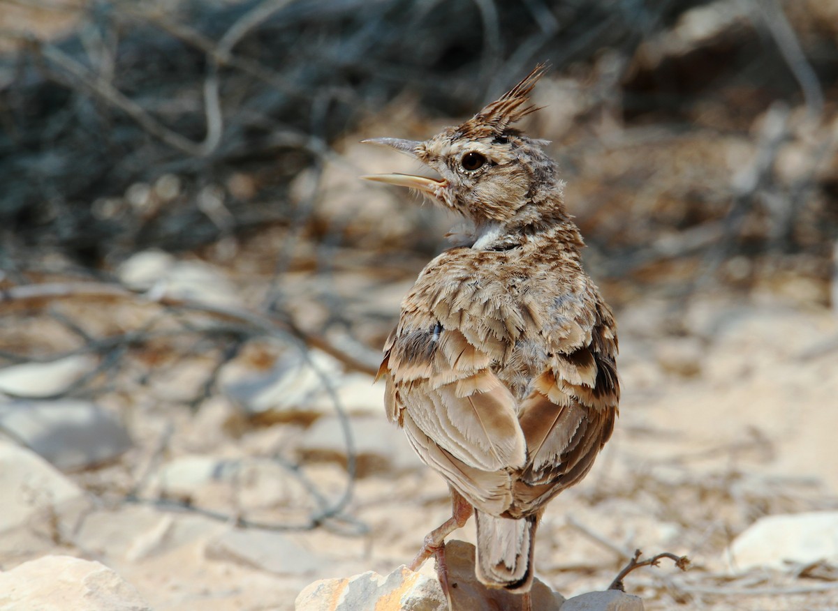 Crested Lark - ML169658001