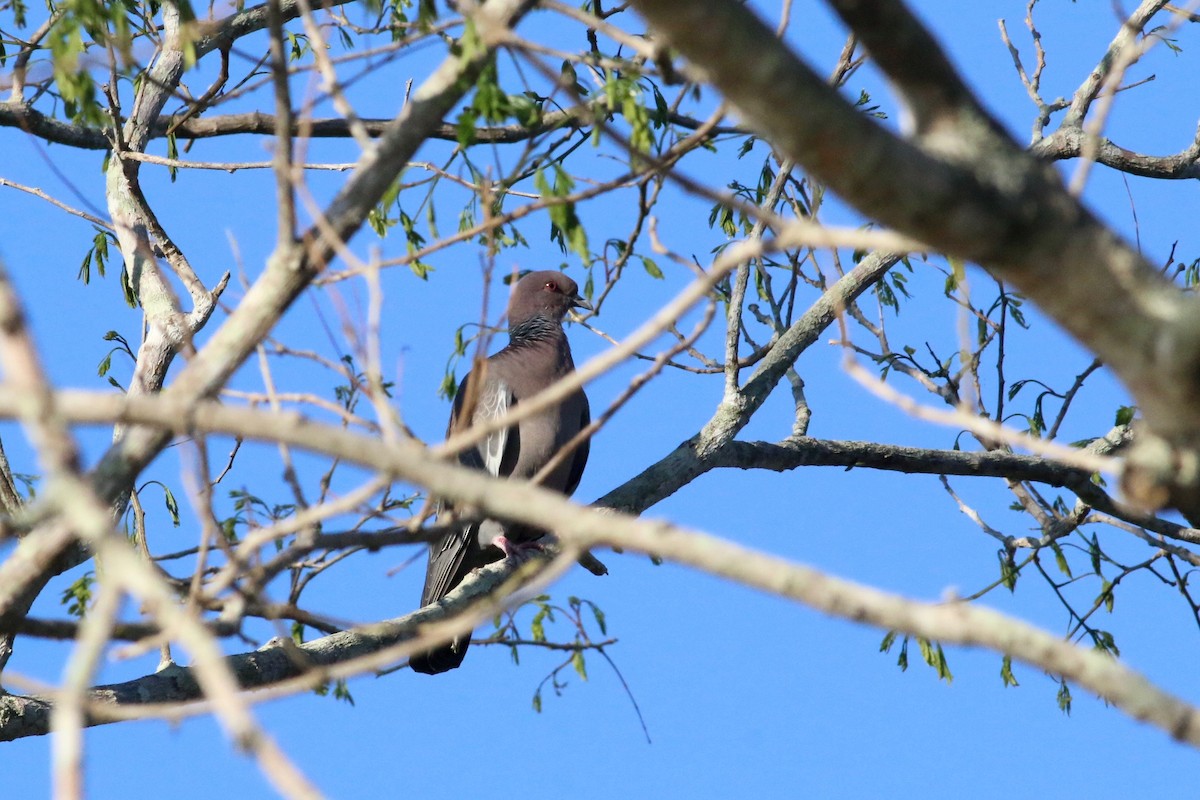 Picazuro Pigeon - ML169660291