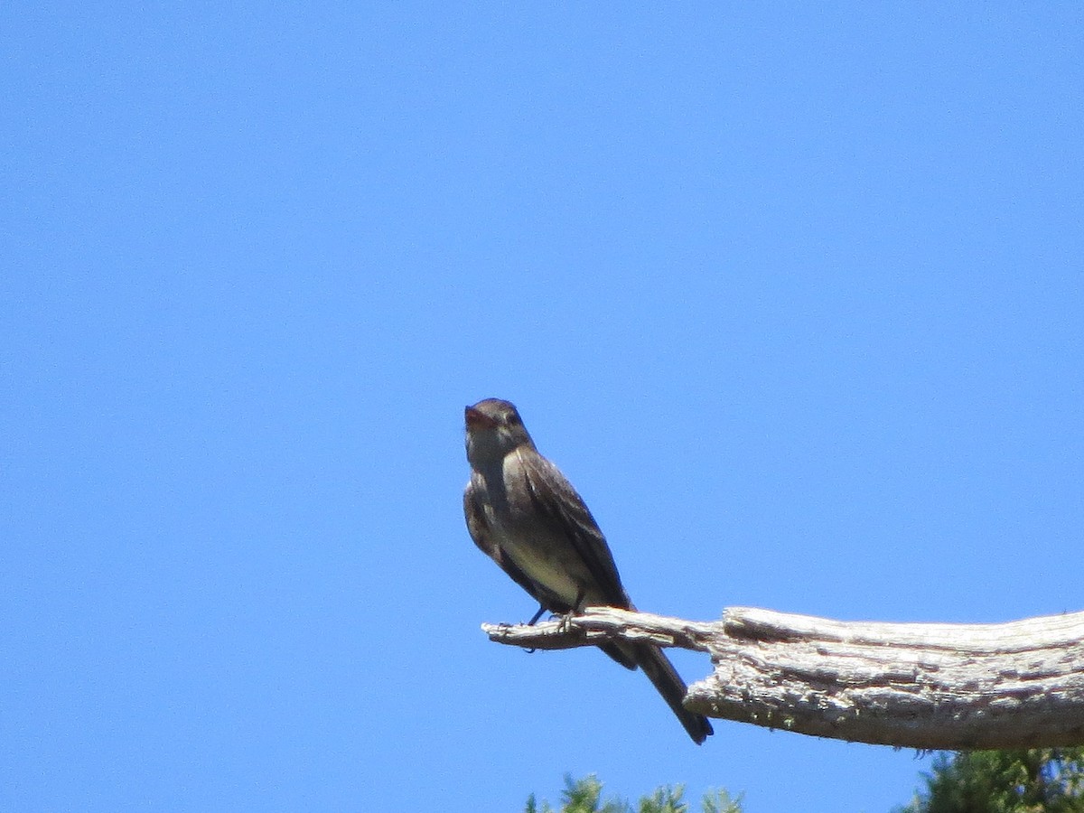 Western Wood-Pewee - ML169660731