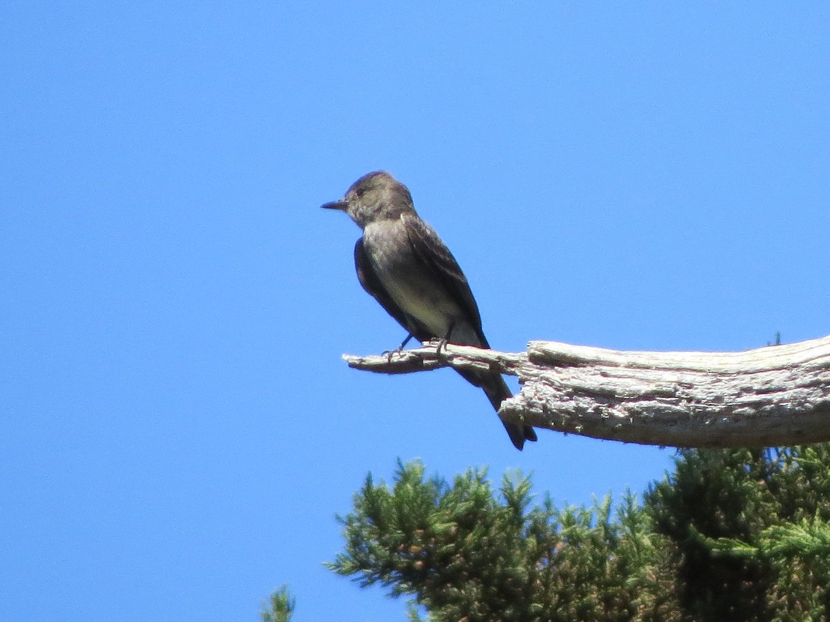 Western Wood-Pewee - ML169660781