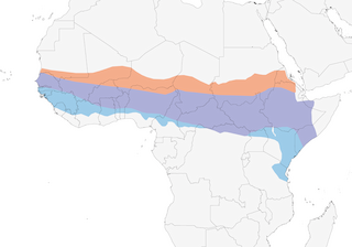 Distribution of the Northern Carmine Bee-eater - Range Map
