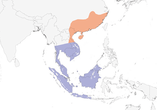 Distribution of the Blue-throated Bee-eater - Range Map