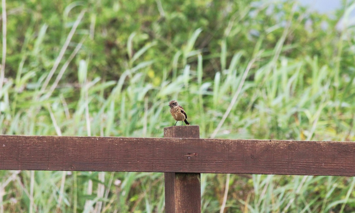 European Stonechat - ML169662061