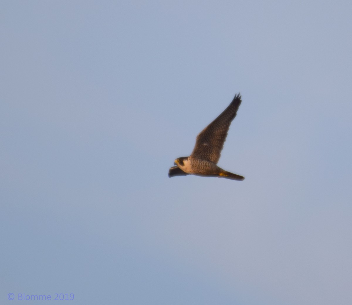 Peregrine Falcon - ML169669521