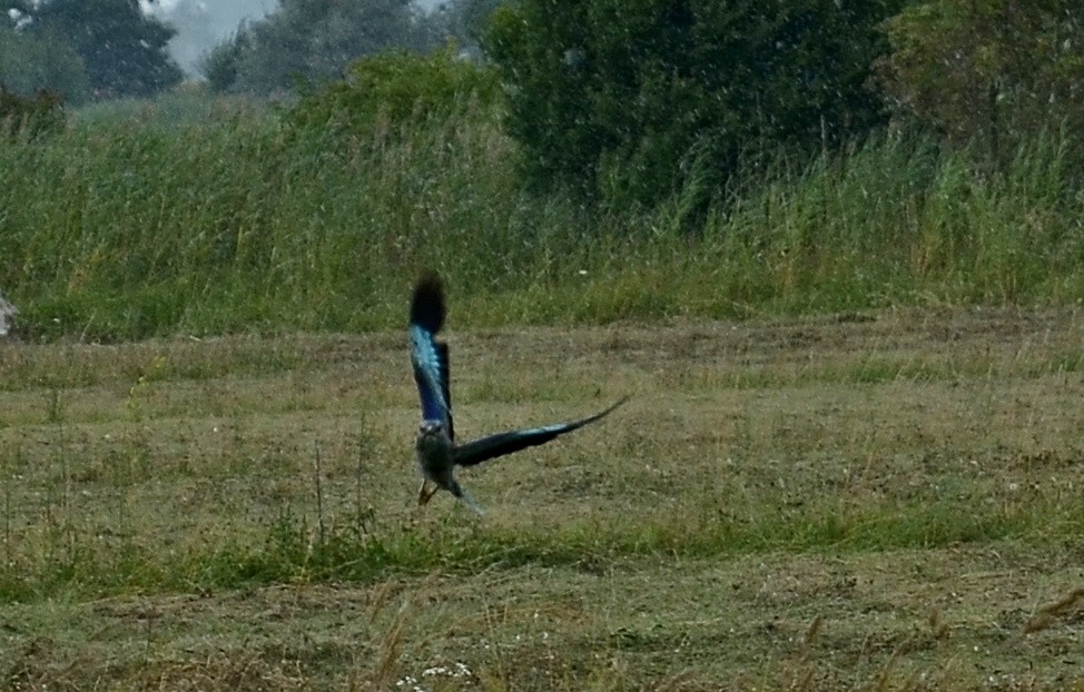 European Roller - Matej Zámečník