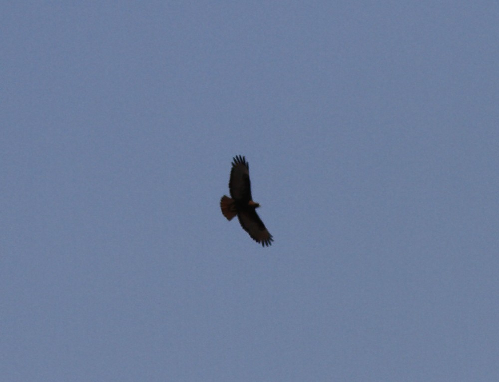 Red-tailed Hawk - ML169673331