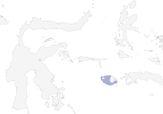 Distribution of the Buru Racquet-tail - Range Map